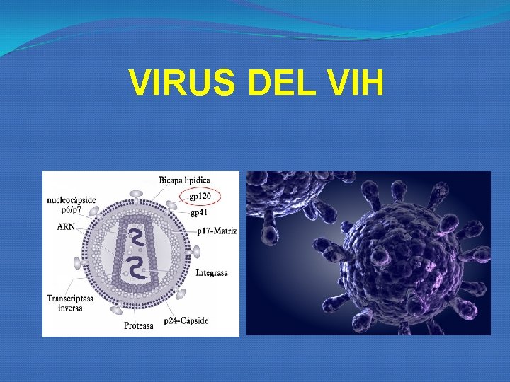 VIRUS DEL VIH VIRUS DEL VIH