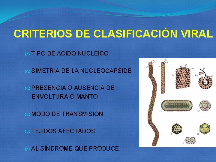 CRITERIOS DE CLASIFICACIÓN VIRAL TIPO DE ACIDO NUCLEICO SIMETRIA DE LA NUCLEOCAPSIDE PRESENCIA O CRITERIOS DE CLASIFICACIÓN VIRAL TIPO DE ACIDO NUCLEICO SIMETRIA DE LA NUCLEOCAPSIDE PRESENCIA O