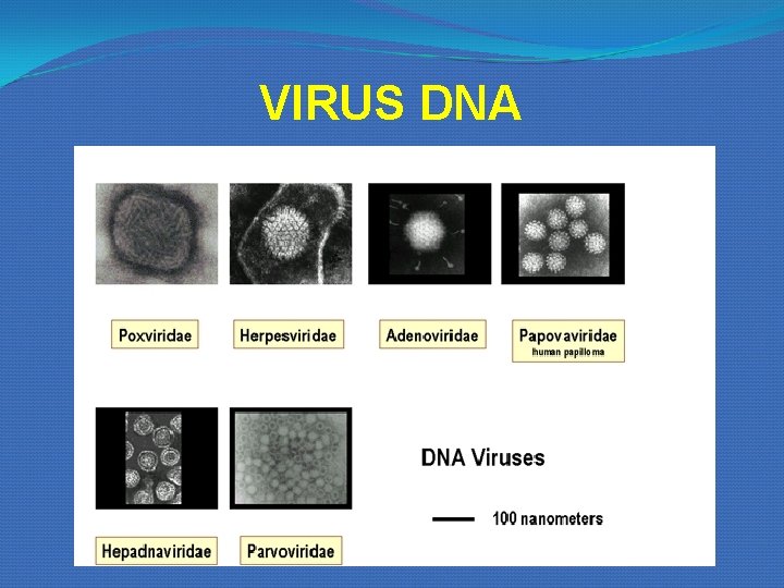 VIRUS DNA VIRUS DNA