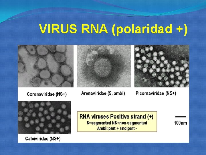 VIRUS RNA (polaridad +) VIRUS RNA (polaridad +)