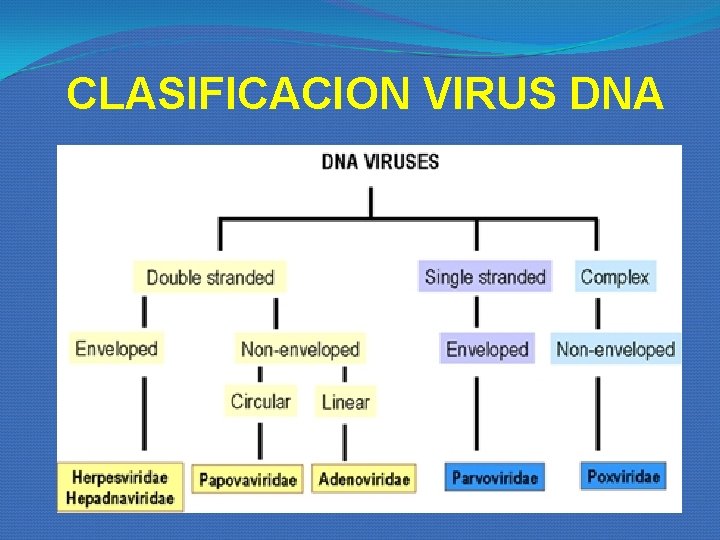 CLASIFICACION VIRUS DNA CLASIFICACION VIRUS DNA