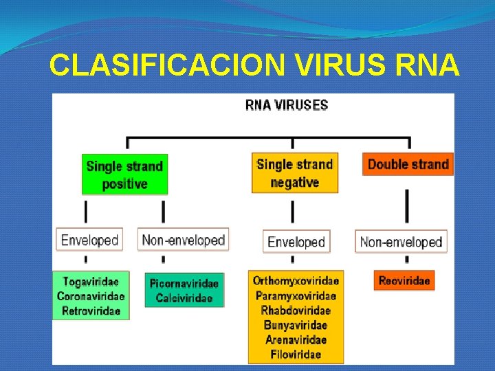 CLASIFICACION VIRUS RNA CLASIFICACION VIRUS RNA