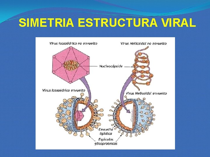 SIMETRIA ESTRUCTURA VIRAL SIMETRIA ESTRUCTURA VIRAL