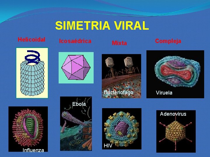 SIMETRIA VIRAL Helicoidal Icosaédrica Mixta Bacteriofago Compleja Viruela Ebola Adenovirus Influenza HIV SIMETRIA VIRAL Helicoidal Icosaédrica Mixta Bacteriofago Compleja Viruela Ebola Adenovirus Influenza HIV