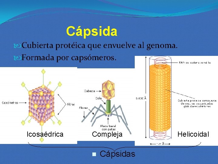 Cápsida Cubierta protéica que envuelve al genoma. Formada por capsómeros. Icosaédrica Compleja n Cápsidas Cápsida Cubierta protéica que envuelve al genoma. Formada por capsómeros. Icosaédrica Compleja n Cápsidas