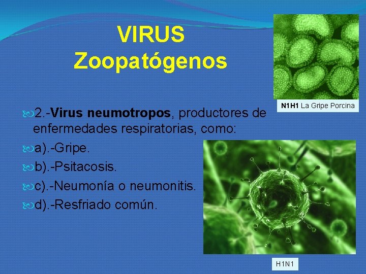 VIRUS Zoopatógenos 2. -Virus neumotropos, productores de enfermedades respiratorias, como: a). -Gripe. b). -Psitacosis. VIRUS Zoopatógenos 2. -Virus neumotropos, productores de enfermedades respiratorias, como: a). -Gripe. b). -Psitacosis.