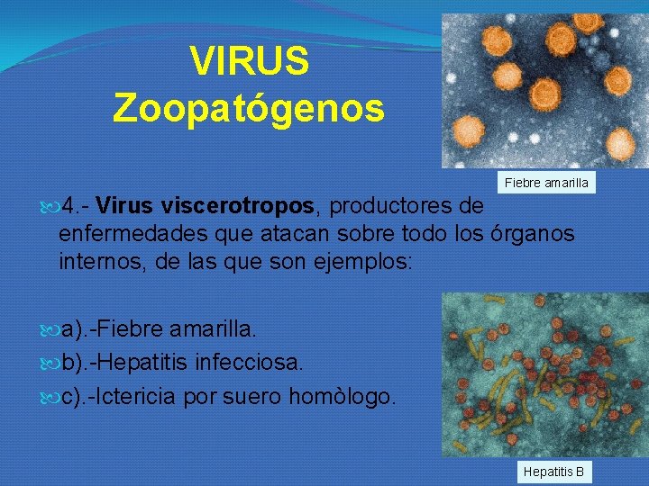 VIRUS Zoopatógenos Fiebre amarilla 4. - Virus viscerotropos, productores de enfermedades que atacan sobre VIRUS Zoopatógenos Fiebre amarilla 4. - Virus viscerotropos, productores de enfermedades que atacan sobre