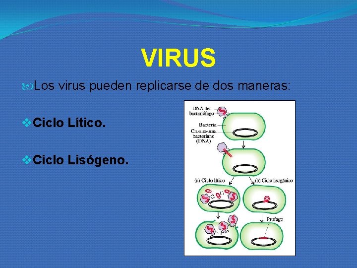 VIRUS Los virus pueden replicarse de dos maneras: v. Ciclo Lítico. v. Ciclo Lisógeno. VIRUS Los virus pueden replicarse de dos maneras: v. Ciclo Lítico. v. Ciclo Lisógeno.