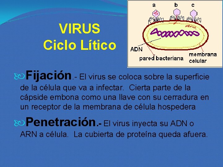 VIRUS Ciclo Lítico Fijación. - El virus se coloca sobre la superficie de la VIRUS Ciclo Lítico Fijación. - El virus se coloca sobre la superficie de la