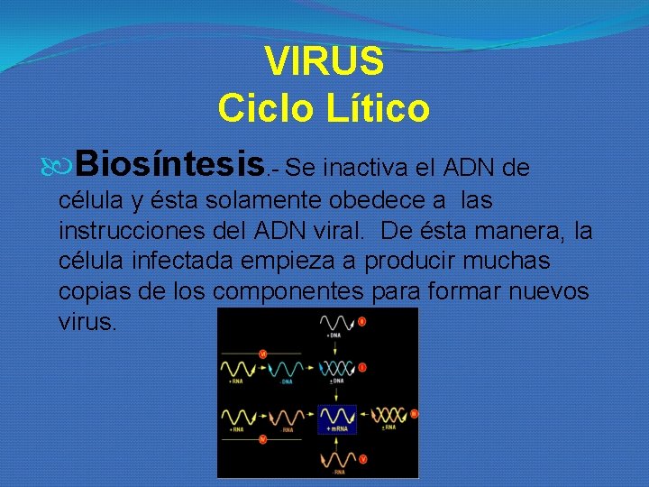VIRUS Ciclo Lítico Biosíntesis. - Se inactiva el ADN de célula y ésta solamente VIRUS Ciclo Lítico Biosíntesis. - Se inactiva el ADN de célula y ésta solamente