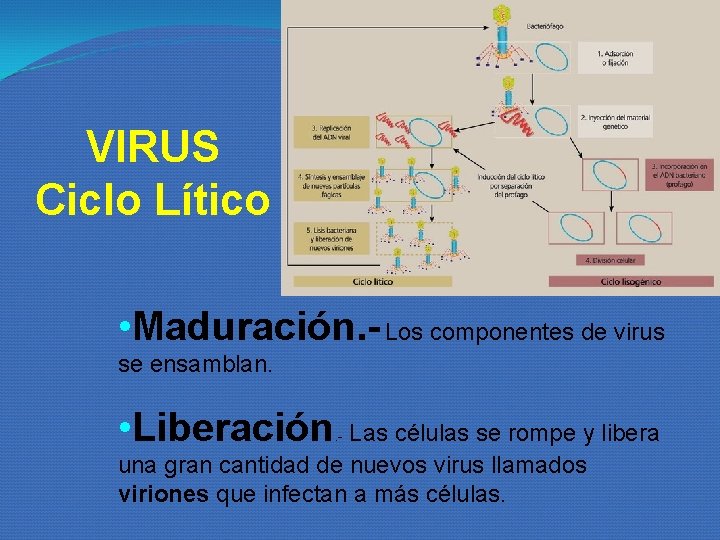 VIRUS Ciclo Lítico • Maduración. - Los componentes de virus se ensamblan. • VIRUS Ciclo Lítico • Maduración. - Los componentes de virus se ensamblan. •