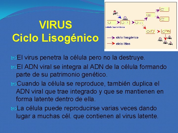 VIRUS Ciclo Lisogénico El virus penetra la célula pero no la destruye. El ADN VIRUS Ciclo Lisogénico El virus penetra la célula pero no la destruye. El ADN