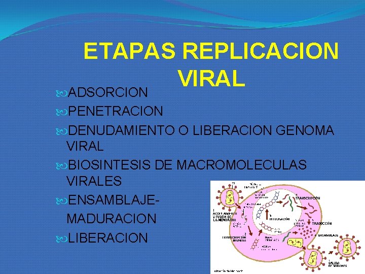 ETAPAS REPLICACION VIRAL ADSORCION PENETRACION DENUDAMIENTO O LIBERACION GENOMA VIRAL BIOSINTESIS DE MACROMOLECULAS VIRALES ETAPAS REPLICACION VIRAL ADSORCION PENETRACION DENUDAMIENTO O LIBERACION GENOMA VIRAL BIOSINTESIS DE MACROMOLECULAS VIRALES