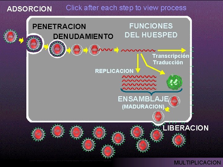 ADSORCION Click after each step to view process PENETRACION DENUDAMIENTO FUNCIONES DEL HUESPED Transcripción ADSORCION Click after each step to view process PENETRACION DENUDAMIENTO FUNCIONES DEL HUESPED Transcripción