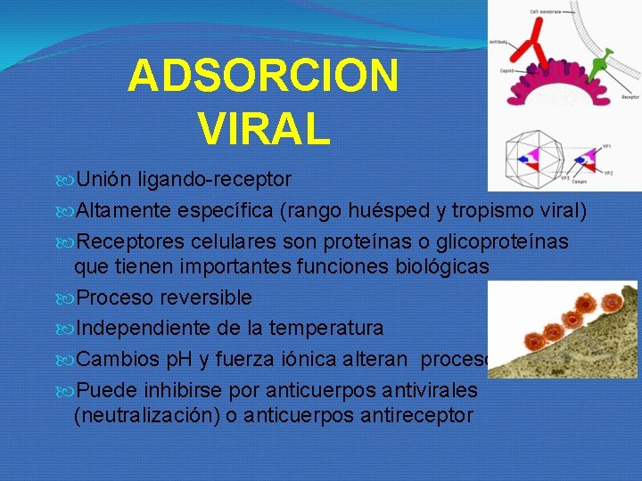 ADSORCION VIRAL Unión ligando-receptor Altamente específica (rango huésped y tropismo viral) Receptores celulares son ADSORCION VIRAL Unión ligando-receptor Altamente específica (rango huésped y tropismo viral) Receptores celulares son