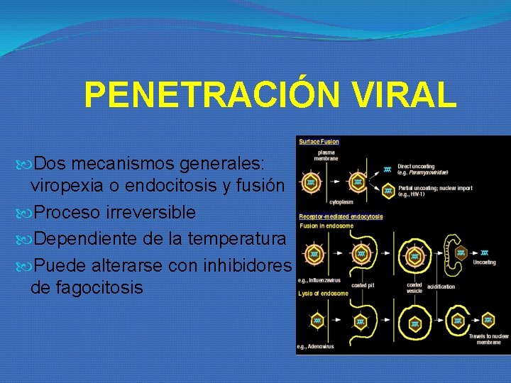PENETRACIÓN VIRAL Dos mecanismos generales: viropexia o endocitosis y fusión Proceso irreversible Dependiente de PENETRACIÓN VIRAL Dos mecanismos generales: viropexia o endocitosis y fusión Proceso irreversible Dependiente de