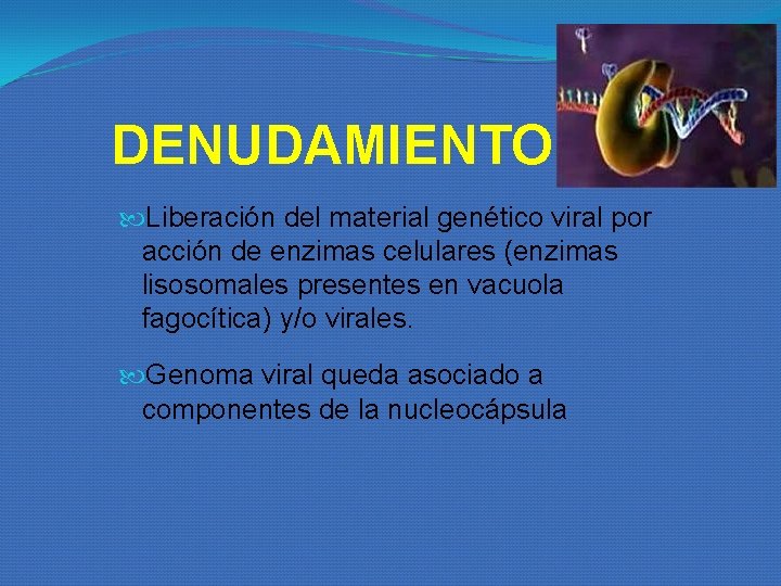 DENUDAMIENTO Liberación del material genético viral por acción de enzimas celulares (enzimas lisosomales presentes DENUDAMIENTO Liberación del material genético viral por acción de enzimas celulares (enzimas lisosomales presentes