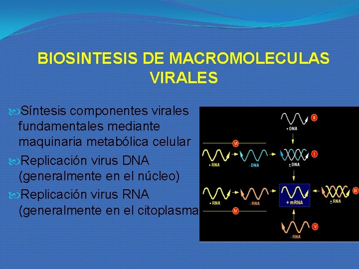 BIOSINTESIS DE MACROMOLECULAS VIRALES Síntesis componentes virales fundamentales mediante maquinaria metabólica celular Replicación virus BIOSINTESIS DE MACROMOLECULAS VIRALES Síntesis componentes virales fundamentales mediante maquinaria metabólica celular Replicación virus