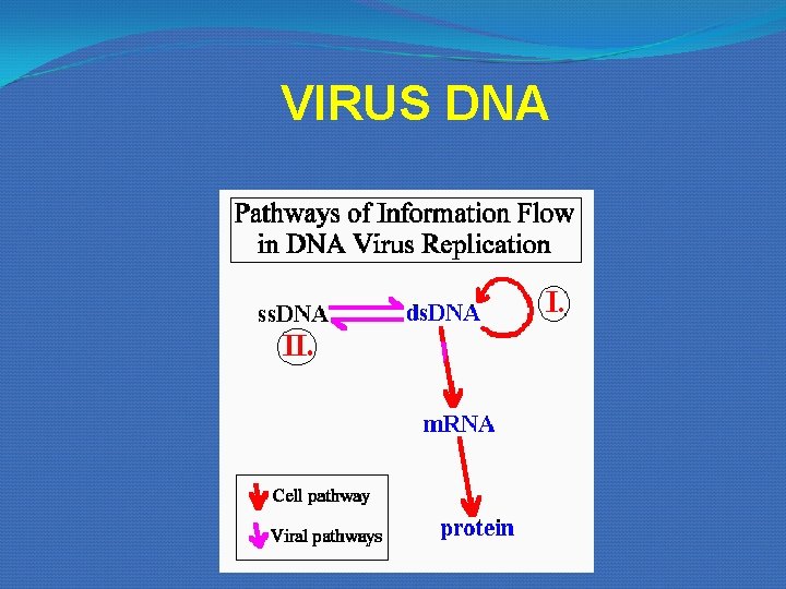 VIRUS DNA VIRUS DNA