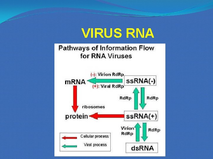 VIRUS RNA VIRUS RNA