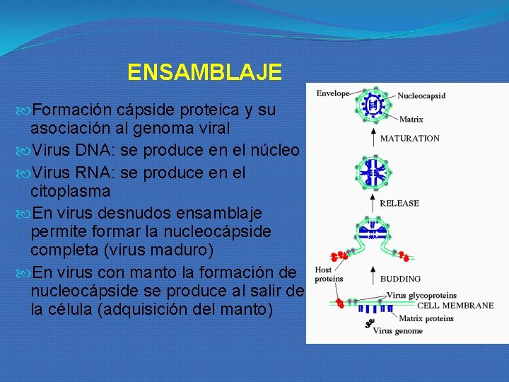 ENSAMBLAJE Formación cápside proteica y su asociación al genoma viral Virus DNA: se produce ENSAMBLAJE Formación cápside proteica y su asociación al genoma viral Virus DNA: se produce