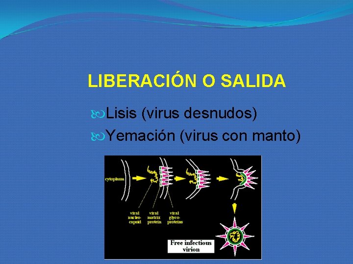 LIBERACIÓN O SALIDA Lisis (virus desnudos) Yemación (virus con manto) LIBERACIÓN O SALIDA Lisis (virus desnudos) Yemación (virus con manto)