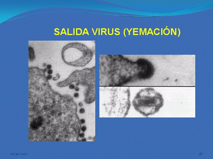 SALIDA VIRUS (YEMACIÓN) 10/30/2020 58 SALIDA VIRUS (YEMACIÓN) 10/30/2020 58