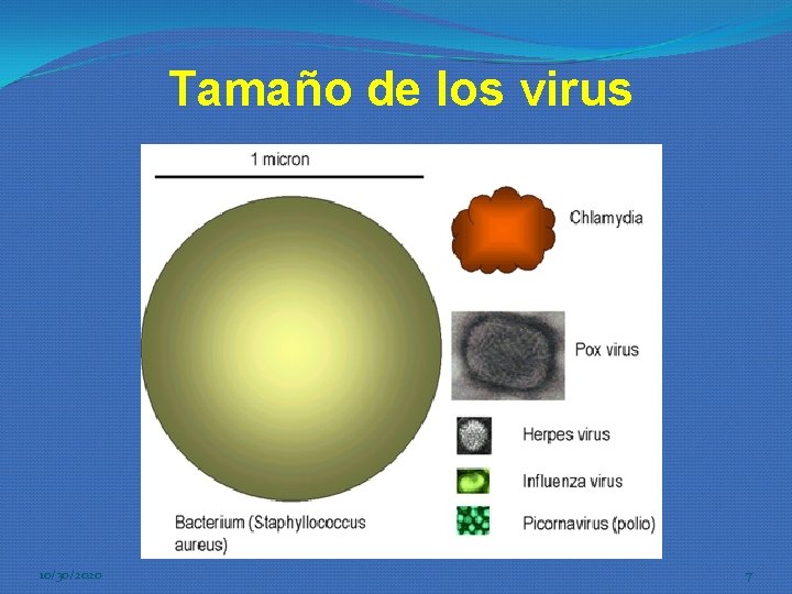 Tamaño de los virus 10/30/2020 7 Tamaño de los virus 10/30/2020 7