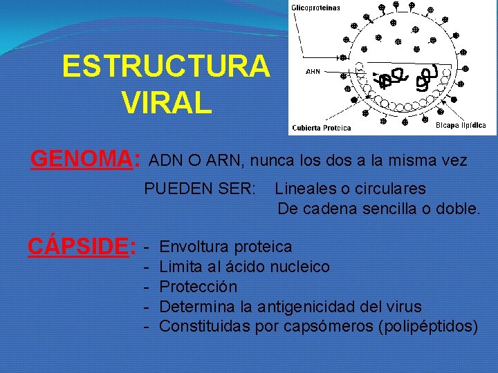 ESTRUCTURA VIRAL GENOMA: ADN O ARN, nunca los dos a la misma vez CÁPSIDE: ESTRUCTURA VIRAL GENOMA: ADN O ARN, nunca los dos a la misma vez CÁPSIDE: