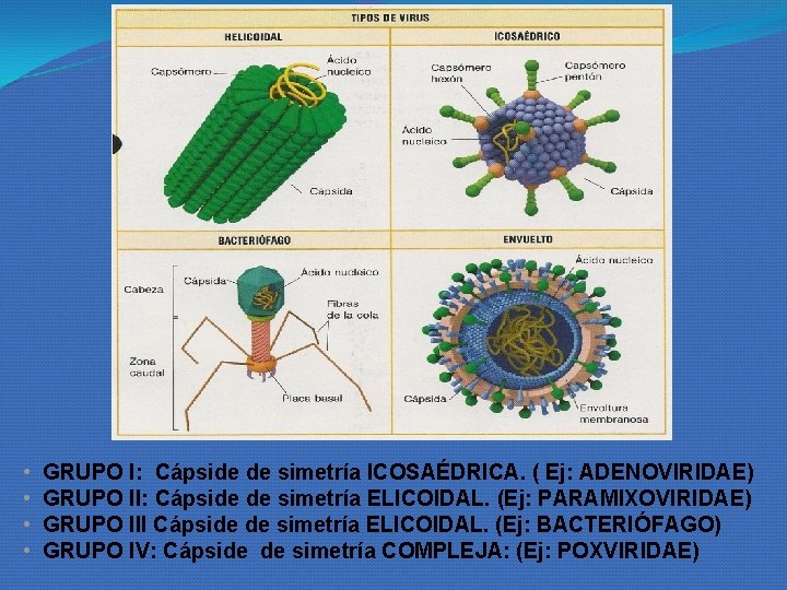 • • GRUPO I: Cápside de simetría ICOSAÉDRICA. ( Ej: ADENOVIRIDAE) GRUPO II: • • GRUPO I: Cápside de simetría ICOSAÉDRICA. ( Ej: ADENOVIRIDAE) GRUPO II: