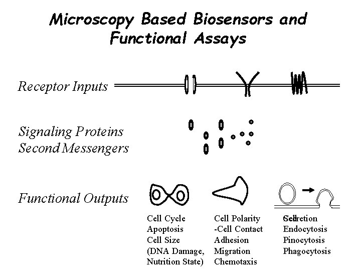 Microscopy Based Biosensors and Functional Assays Receptor Inputs Signaling Proteins Second Messengers Functional Outputs