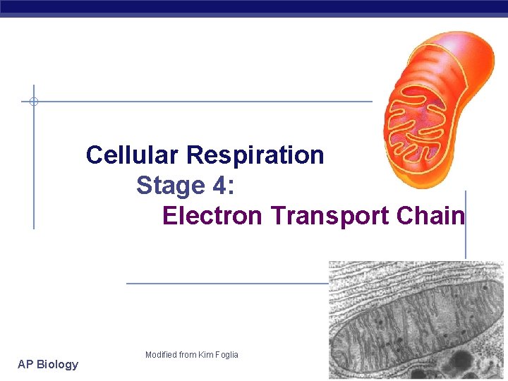Cellular Respiration Stage 4: Electron Transport Chain AP Biology Modified from Kim Foglia 2006