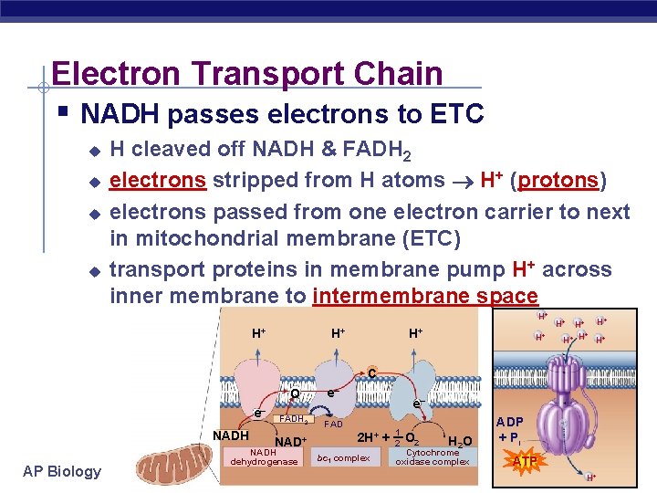 Electron Transport Chain § NADH passes electrons to ETC u u H cleaved off