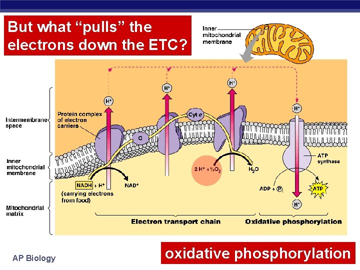 But what “pulls” the electrons down the ETC? AP Biology oxidative phosphorylation 