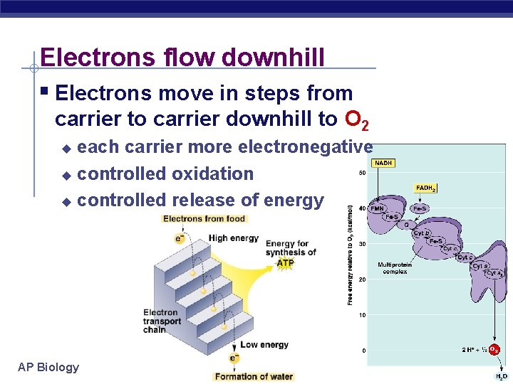 Electrons flow downhill § Electrons move in steps from carrier to carrier downhill to