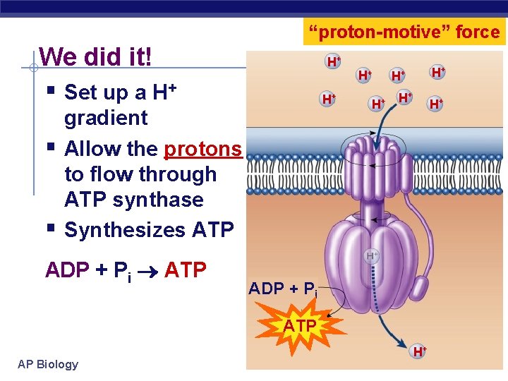 “proton-motive” force We did it! § Set up a H+ § § H+ H+