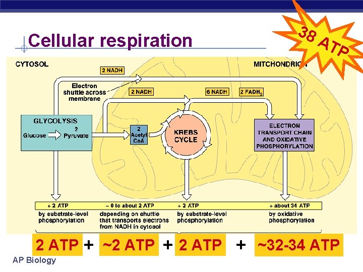 Cellular respiration 2 ATP AP Biology 38 AT P + ~2 ATP + ~32