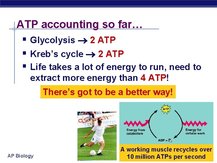 ATP accounting so far… § Glycolysis 2 ATP § Kreb’s cycle 2 ATP §