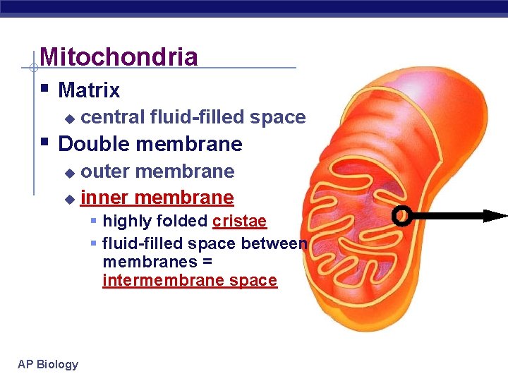 Mitochondria § Matrix u central fluid-filled space § Double membrane outer membrane u inner