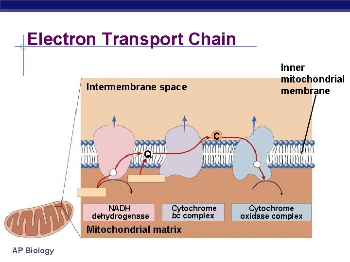 Electron Transport Chain Inner mitochondrial membrane Intermembrane space C Q NADH dehydrogenase Cytochrome bc