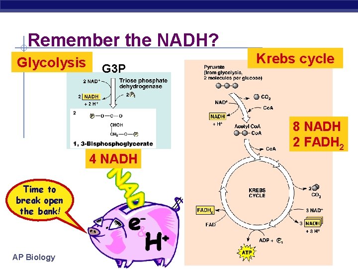 Remember the NADH? Glycolysis G 3 P Krebs cycle 8 NADH 2 FADH 2