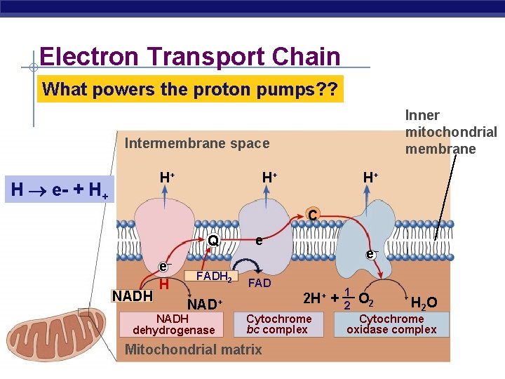 Electron Transport Chain What powers the proton pumps? ? Inner mitochondrial membrane Intermembrane space