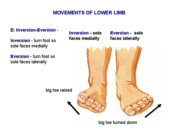 MOVEMENTS OF LOWER LIMB D. Inversion-Eversion Inversion - turn foot so sole faces medially