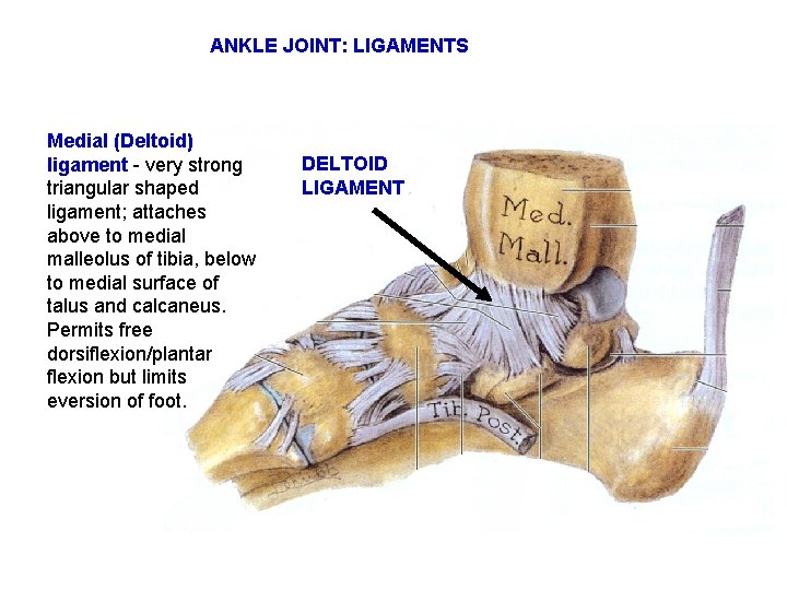 ANKLE JOINT: LIGAMENTS Medial (Deltoid) ligament - very strong triangular shaped ligament; attaches above