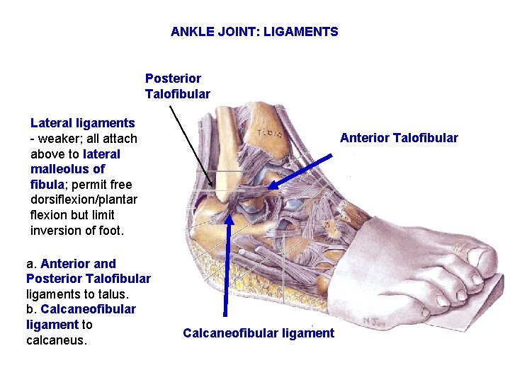 ANKLE JOINT: LIGAMENTS Posterior Talofibular Lateral ligaments - weaker; all attach above to lateral