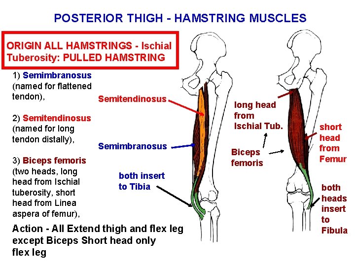 POSTERIOR THIGH - HAMSTRING MUSCLES ORIGIN ALL HAMSTRINGS - Ischial Tuberosity: PULLED HAMSTRING 1)