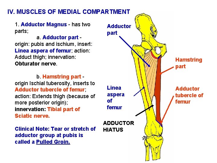 IV. MUSCLES OF MEDIAL COMPARTMENT 1. Adductor Magnus - has two parts; a. Adductor