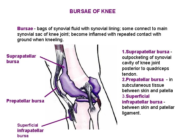 BURSAE OF KNEE Bursae - bags of synovial fluid with synovial lining; some connect
