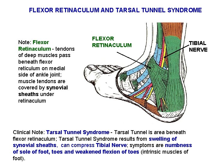 FLEXOR RETINACULUM AND TARSAL TUNNEL SYNDROME Note: Flexor Retinaculum - tendons of deep muscles