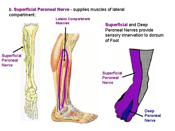 b. Superficial Peroneal Nerve - supplies muscles of lateral compartment; Lateral Compartment Muscles Superficial